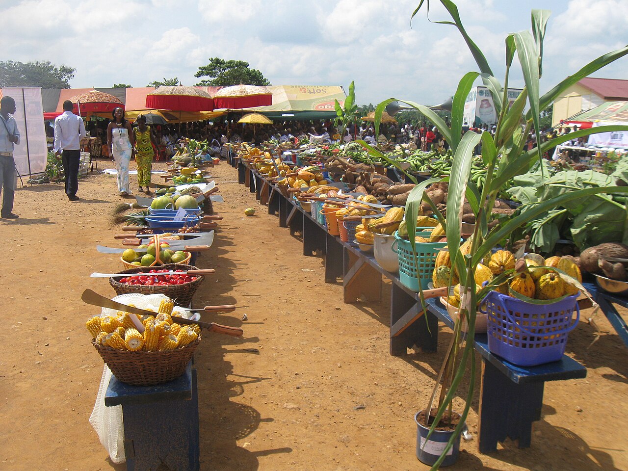 Local Ghanaian farmers harvesting fresh produce to supply the school feeding program