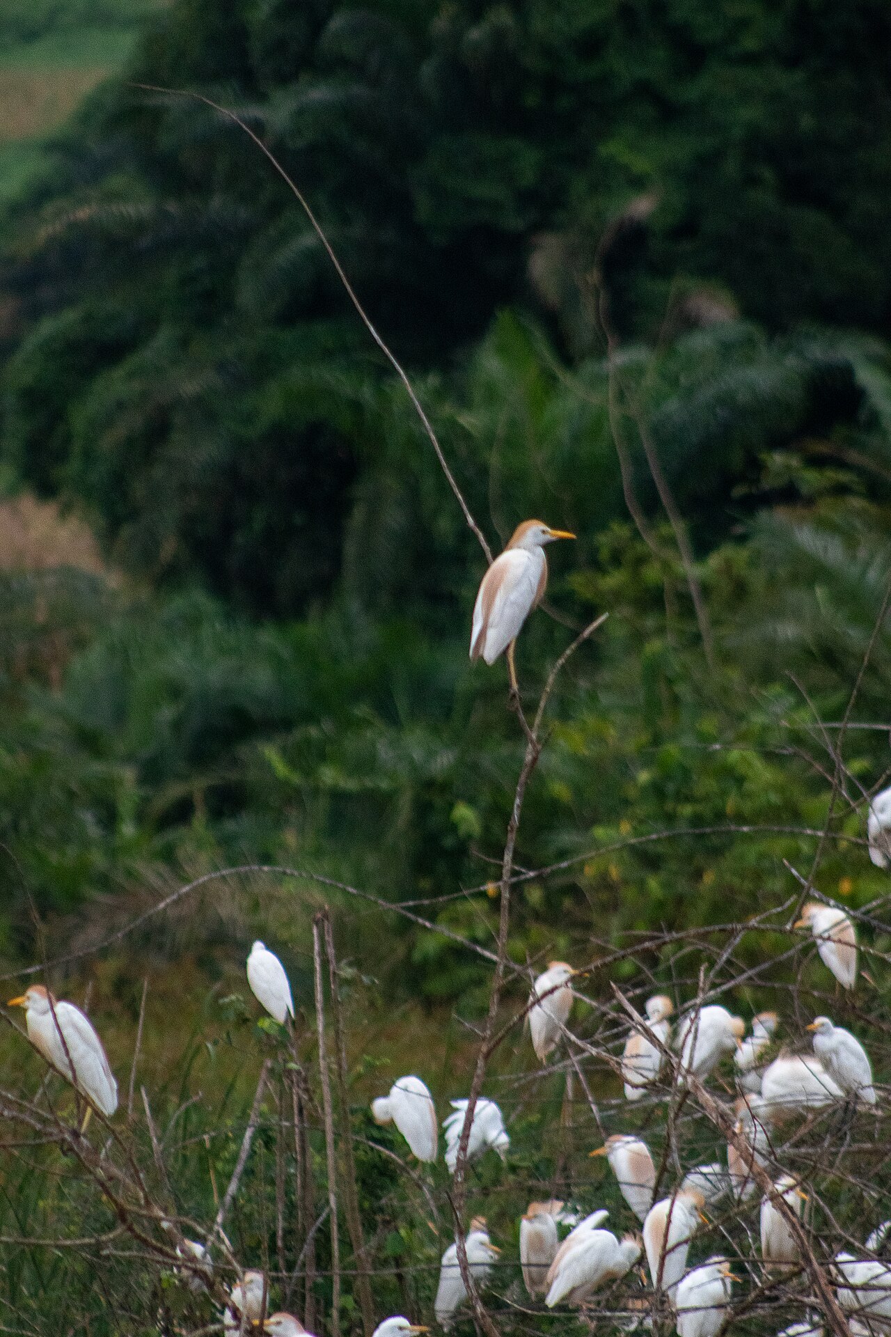 An injured white egret resting safely following a roadside rescue by a compassionate driver in Ghana.